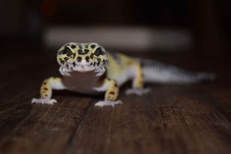 Do Leopard Geckos Need Heat Lamps? And Why Do They Love Sunbathing on Tiny Beach Chairs?